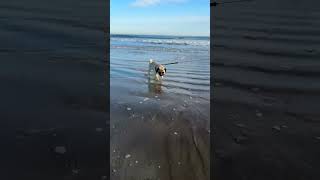 Pug Puppy Playing in the Ocean for the First Time ❤️ Surfside Beach Texas [upl. by Mani849]