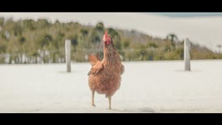 Crossroads  KFC Funny Commercial [upl. by Chubb]