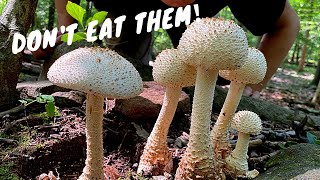 7 Common Poisonous Mushrooms You Should Know [upl. by Coyle442]