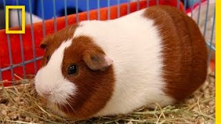 Guinea Pigs Aren’t Actually Pigs … or From Guinea  National Geographic [upl. by Egroj]