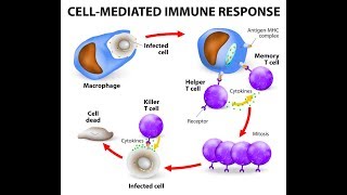 Microbiology of Cell Mediated Immunity [upl. by Aseret]