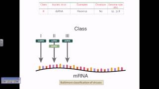 Baltimore classification of viruses [upl. by Yelha]