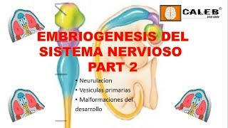 Neuroanatomía  Embriogénesis del Sistema Nervioso Part II [upl. by Strenta]