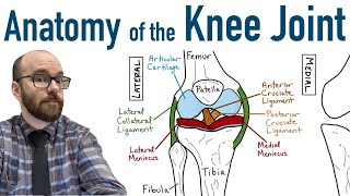 Anatomy of the Knee Joint [upl. by Daukas781]