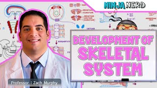 Embryology  Development of Skeletal System [upl. by Akiehsat53]