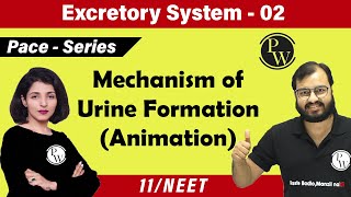 Excretory System  02 Chapter 19  Mechanism of Urine Formation  Class 11  NEET [upl. by Annodam]