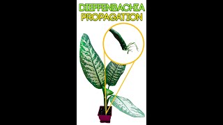 HOW TO PROPAGATE DIEFFENBACHIA [upl. by Enomor]