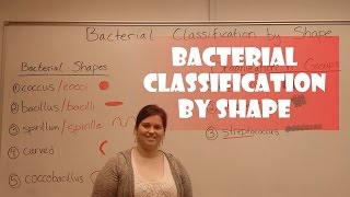 Bacteria Classification by Shape [upl. by Econah]