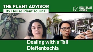 Cutting Back a Dieffenbachia  The Plant Advisor [upl. by Thurlow565]