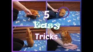 5 Easy Tricks to Teach Your Guinea Pig FIRST [upl. by Oulman966]