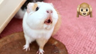 Guinea Pig MEGA Squeak and Noises Compilation [upl. by Bridgette690]