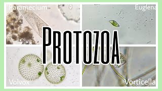 PROTOZOA [upl. by Juli]