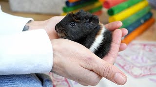 Meet My Pet Guinea Pigs  The Rose Family [upl. by Ewold308]