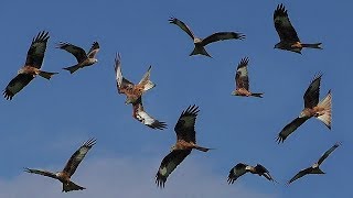 Birds Flying in Slow Motion  Red Kite Bird Extravaganza [upl. by Ariay]