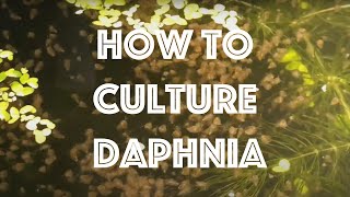 How To Culture Daphnia Magna [upl. by Gwyneth]