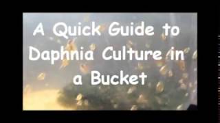 How to culture daphnia outside [upl. by Russel272]