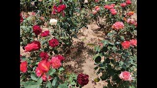 Un jardin de Rosas con 70 variedades diferentes [upl. by Noemad]