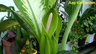 Care of dieffenbachia plant flowering on dieffenbachia [upl. by Chickie]