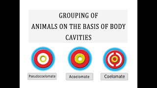 Grouping of Animals on the basis of Body Cavity [upl. by Allak]