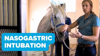 Equine Training Nasogastric Intubation [upl. by Tennos]