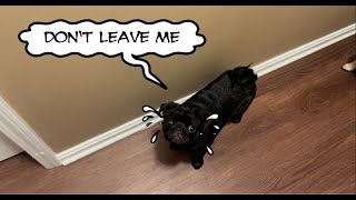 Pug Puppy alone at home [upl. by Hagerman381]