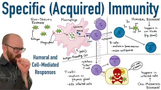 Specific Adaptive Immunity  Humoral and CellMediated Responses [upl. by Coppins]