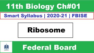 Ribosomes Class 11 Biology  ribosome function and structure Ilmi Stars Academy [upl. by Aufmann350]