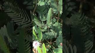 SHy plant or Mimosa pudica Identification [upl. by Bertelli]