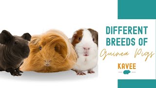 A Quick Guide to Guinea Pig Breeds [upl. by Phaidra]