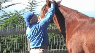 Equine Massage Basic Techniques [upl. by Greenlee]