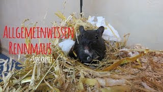 Allgemeinwissen Rennmaus 🐭❤ MyGerbilsWorld [upl. by Carthy]