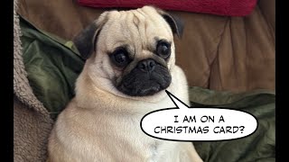 Pugs are great Holiday Helpers  Christmas card instructions [upl. by Abbe]