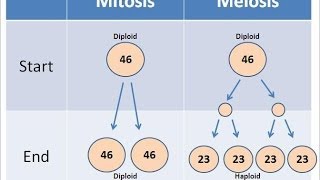 Mitosis vs Meiosis [upl. by Lizned]