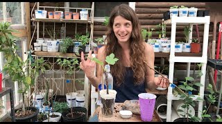 Greenhouse Notes Rooting Fruit Tree Cuttings [upl. by Arie]