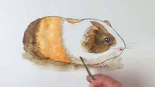 Beginners how to draw a guinea pig [upl. by Batory]