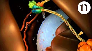 RNA interference RNAi by Nature Video [upl. by Llehcear460]