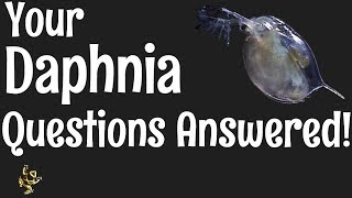 Daphnia Questions Answered [upl. by Weksler]