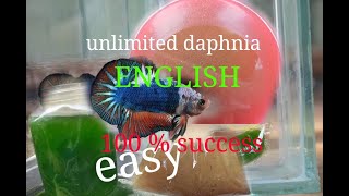 daphnia moina culture Easy way Unlimited production English  with sub Green water Chlorella [upl. by Attevad]