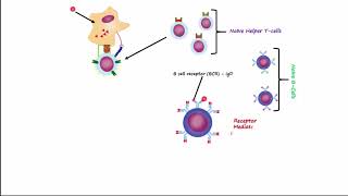 Adaptive Immunity Part 1  Humoral Immunity [upl. by Geof784]