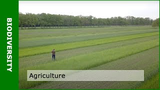 Biodiversity and agriculture with Dirk van Apeldoorn [upl. by Ynafetse]