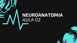 NEUROANATOMIA  AULA 02  EMBRIOLOGIA DO SISTEMA NERVOSO [upl. by Drannel710]