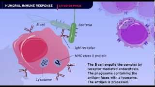 The Humoral Immune Response [upl. by Pasco]