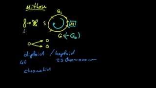 Genetik 1 Zellteilung  Mitose [upl. by Bain]