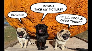 Pugs at the Pumpkin Patch [upl. by Hgielrac618]