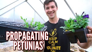 Easily Propagate Petunia Cuttings [upl. by Ferri]