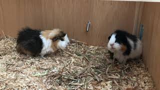 Guinea Pig Movie 1  Mo Larry and Pam [upl. by Jeannie]