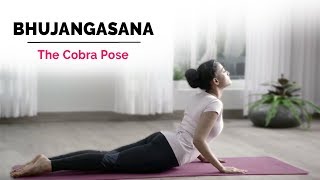 Bhujangasana  Cobra Yoga Pose  Steps  Benefits  Yogic Fitness [upl. by Nyvets]