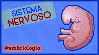 Sistema Nervoso  EMBRIOLOGIA 6 [upl. by Bunny]