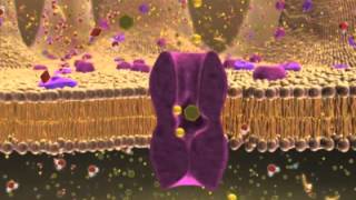 Biology 1 Lecture 7 Cellular Membranes [upl. by Nytsud]