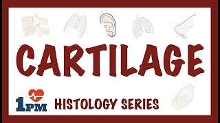 CARTILAGE  Histology Types Functions [upl. by Durant38]